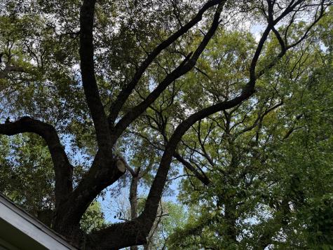 1929 Kerry Street North Charleston SC 29406