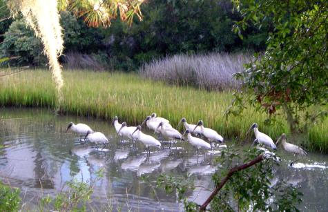 2001 Long Bend Seabrook Island SC 29455