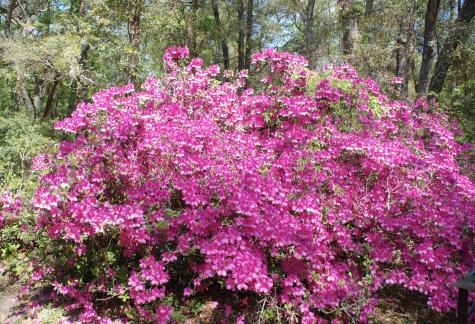 2484 Marina Road Wadmalaw Island SC 29487