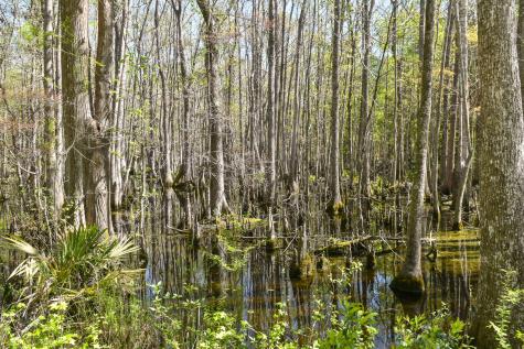 4855 Retriever Road Wadmalaw Island SC 29487