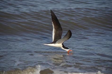 325 Seabrook Island Road Seabrook Island SC 29455