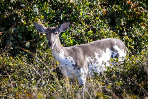 1345 Pelican Watch Villas Seabrook Island SC 29455
