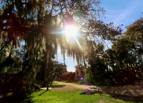 209 Jungle Road Edisto Beach SC 29438