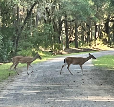861 Edding Creek Drive Edisto Island SC 29438