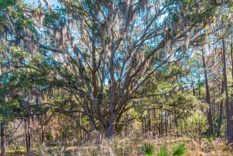 0 King Rail Lane Edisto Island SC 29438