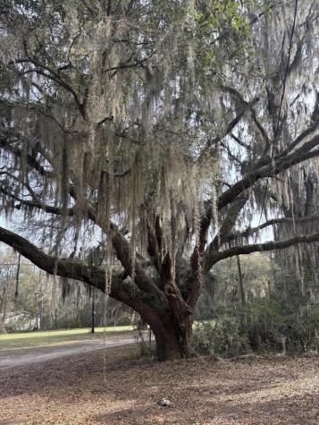 7778 Indigo Hill Road Edisto Island SC 29438