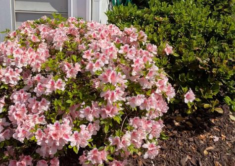 169 Sea Lavender Lane Summerville SC 29486