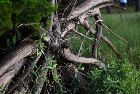 0 Cole Island Folly Beach SC 29439