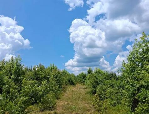 452 Bowie Road Troy SC 29848