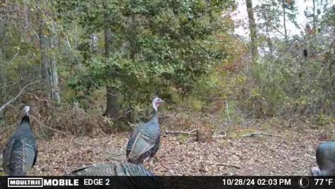 238 Cold Springs Road Modoc SC 29838