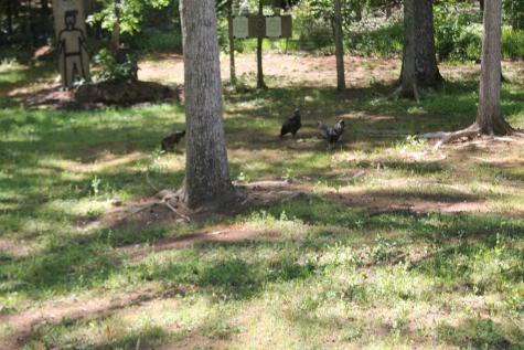 7375 Riverfork Road Waterloo SC 29384