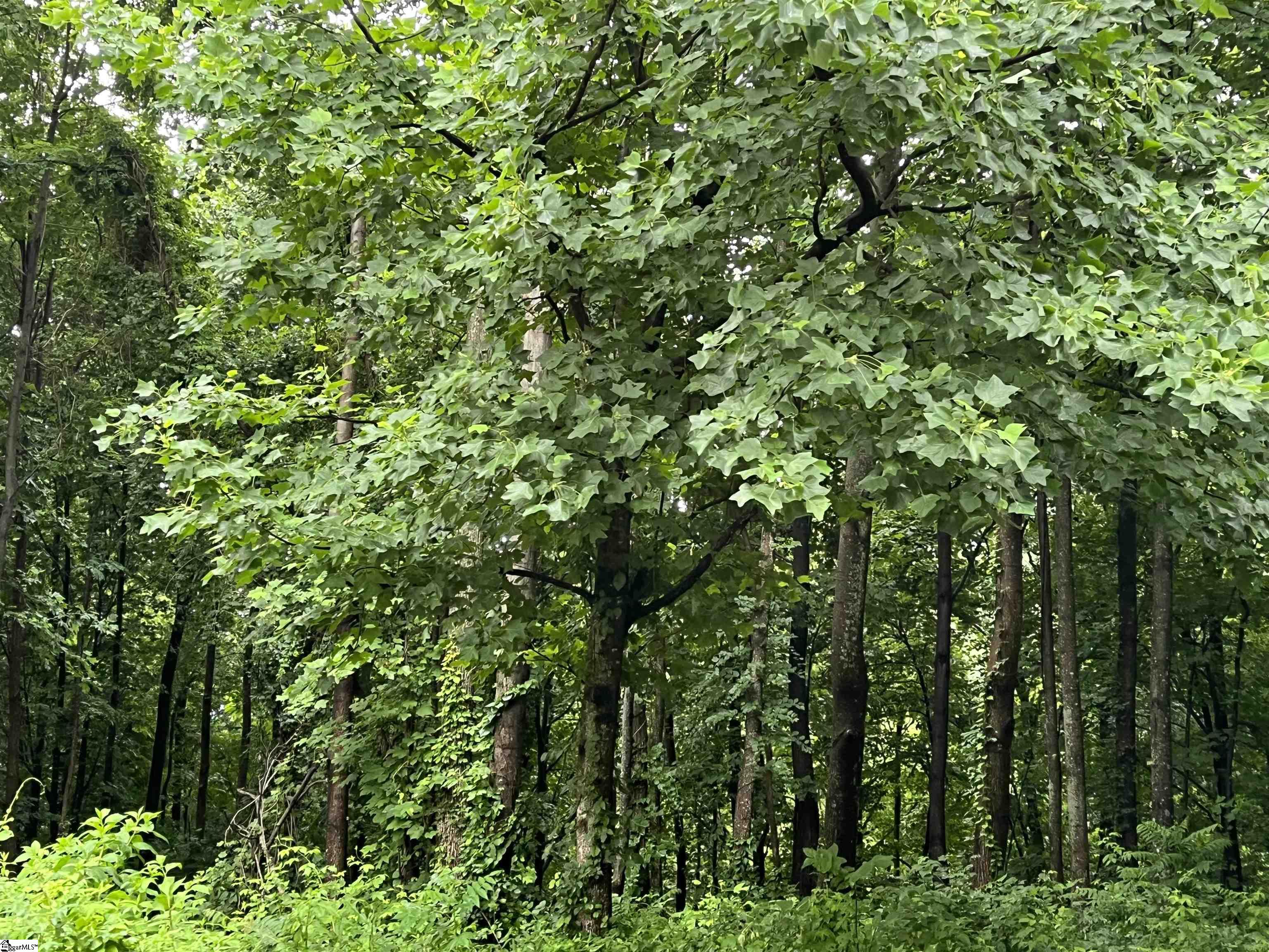 280 Foggy Cut Lane Landrum SC 29356