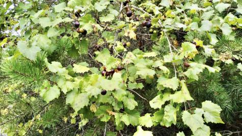 390 Old Mill Road Chesnee SC 29323