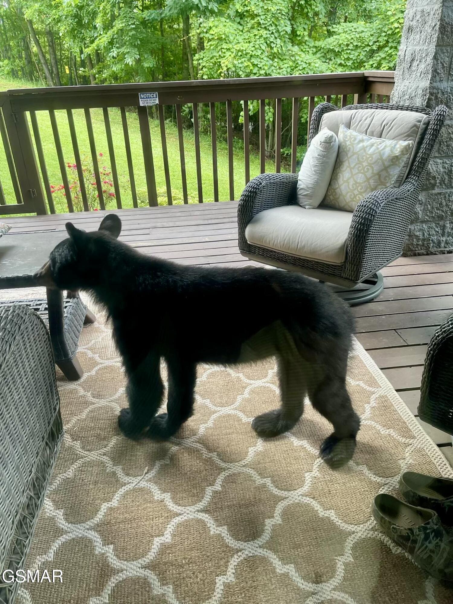 1155 Upper Alpine Way Gatlinburg TN 37738