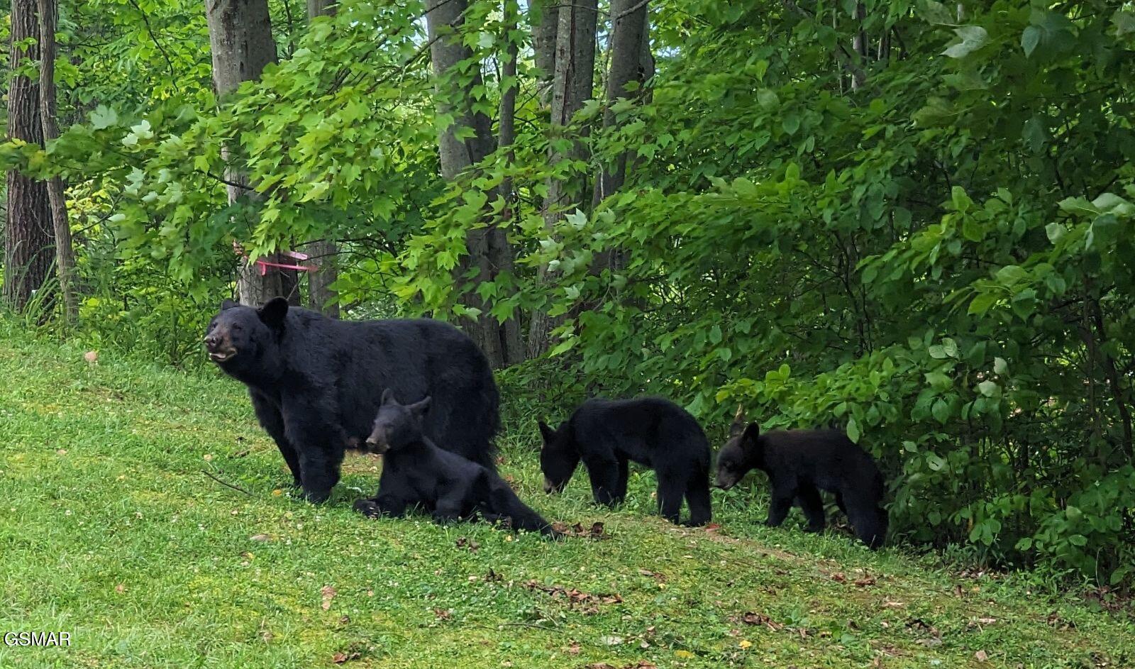 1155 Upper Alpine Way Gatlinburg TN 37738