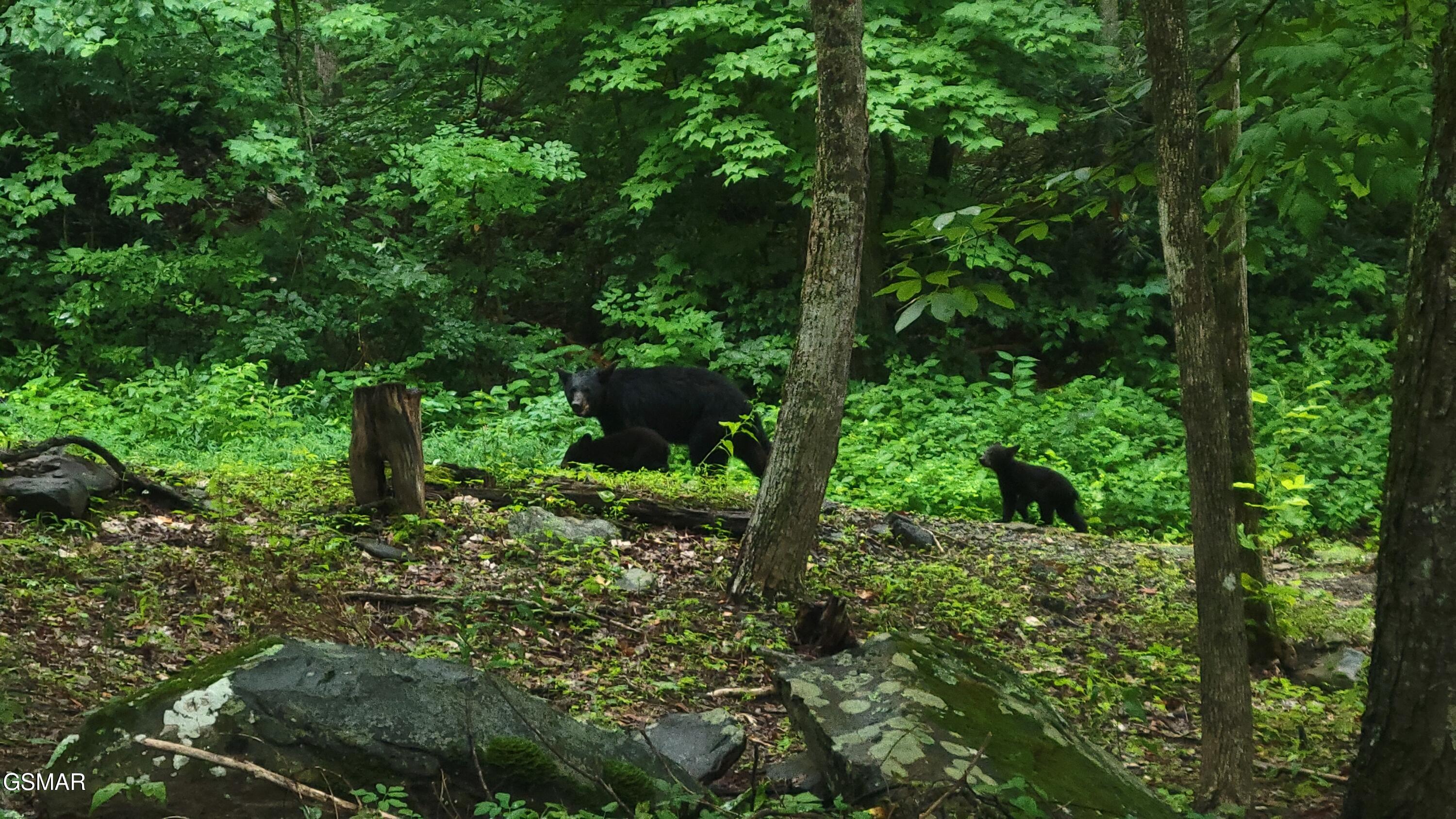 1235 Ski Mountain Road Gatlinburg TN 37738