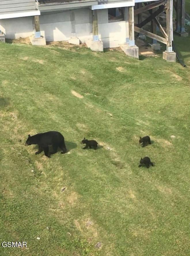 1260 Ski View Drive Gatlinburg TN 37738