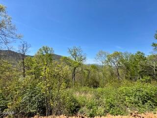 520 Stevia Way Cosby TN 37722