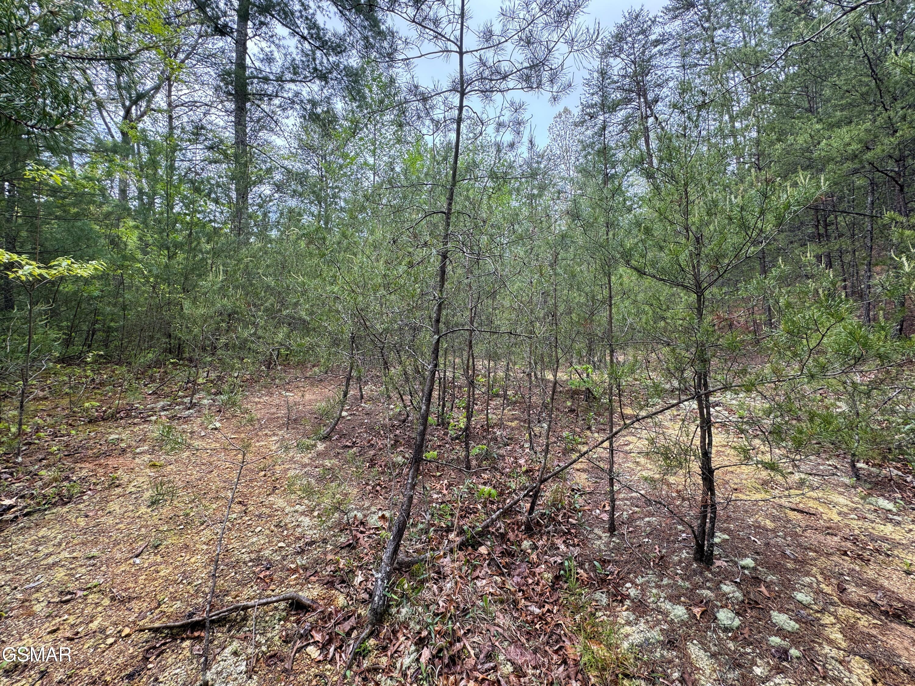 376 Summer House Hollow Road Del Rio TN 37727