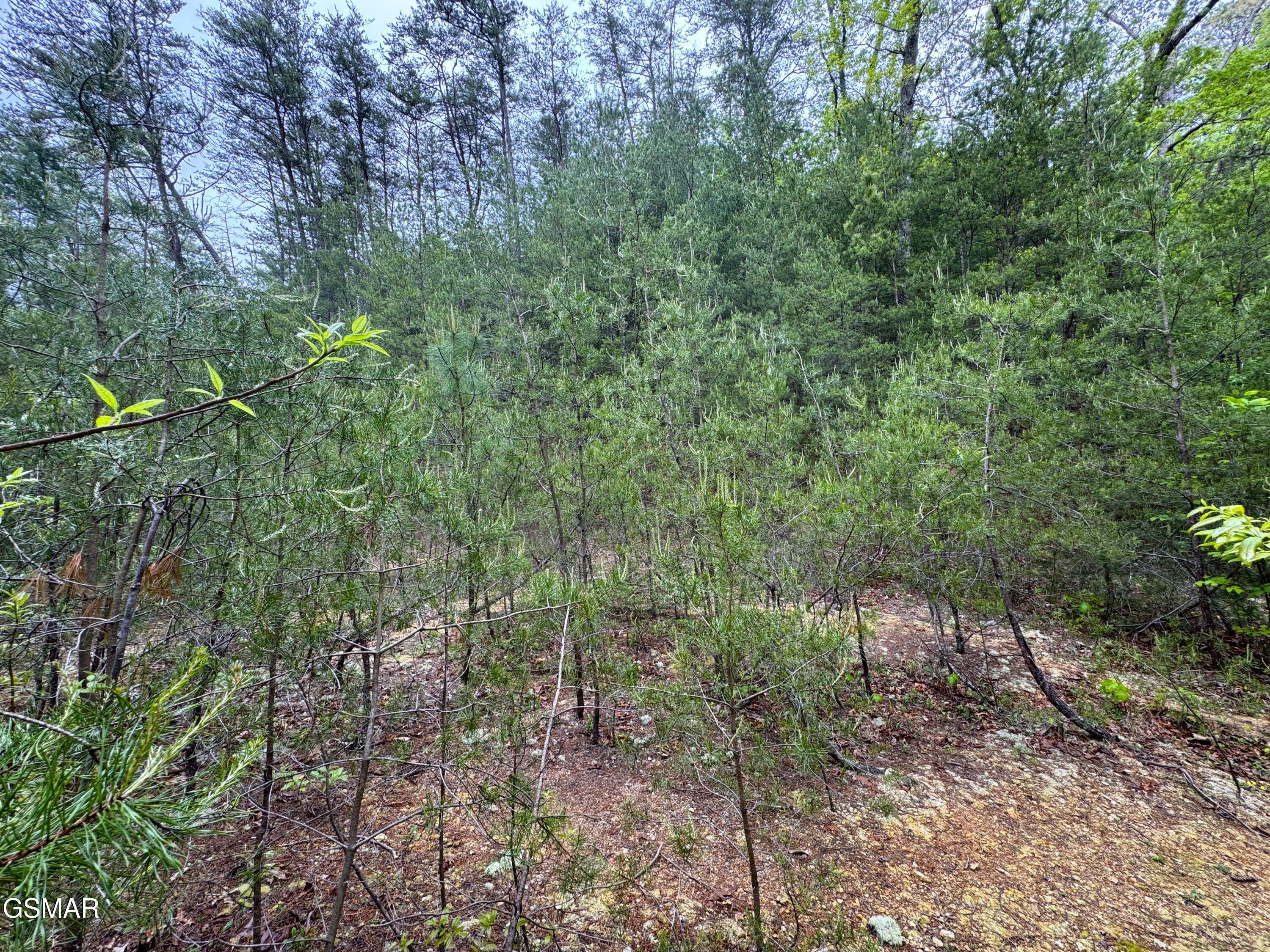 376 Summer House Hollow Road Del Rio TN 37727
