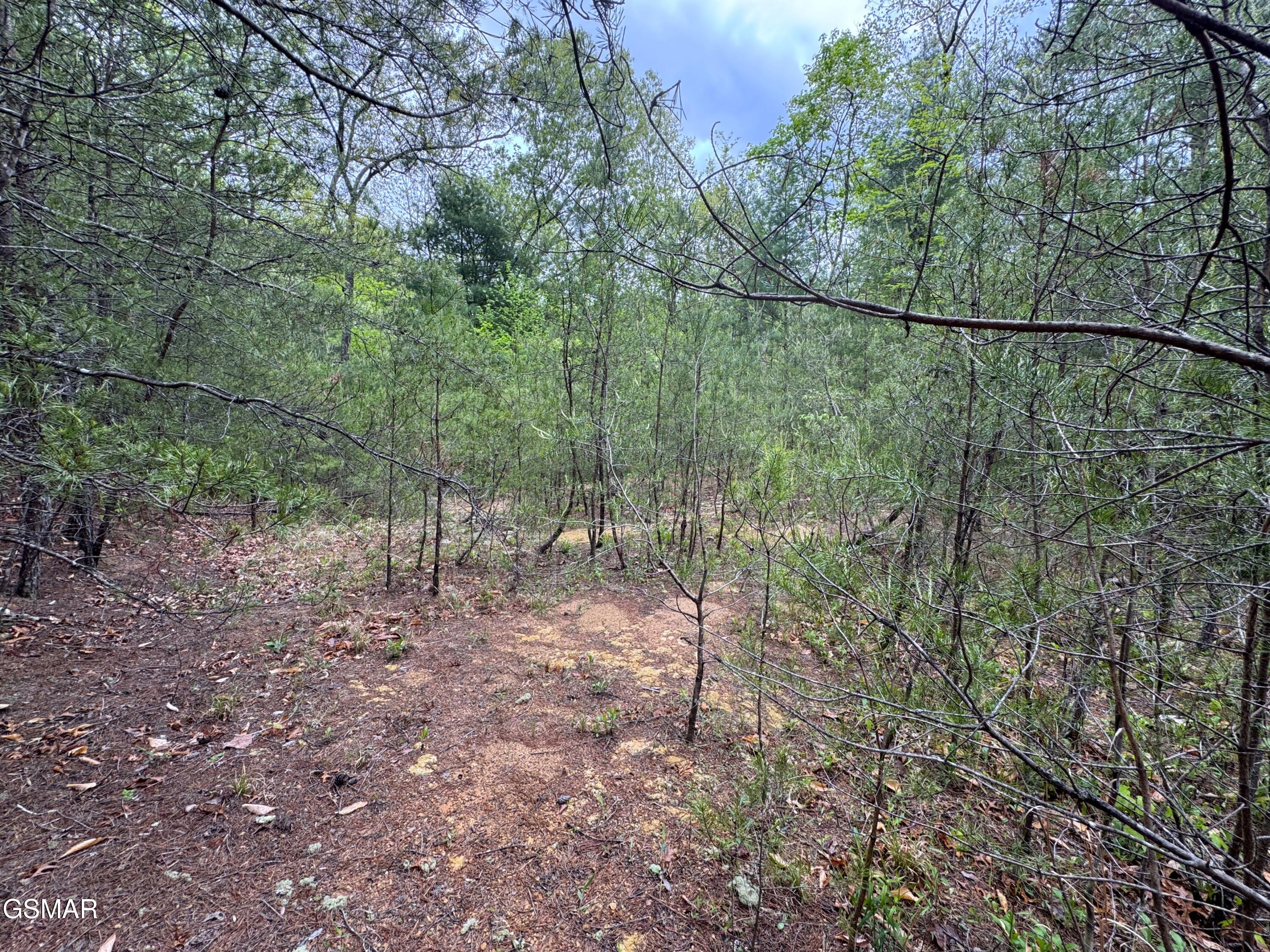 376 Summer House Hollow Road Del Rio TN 37727