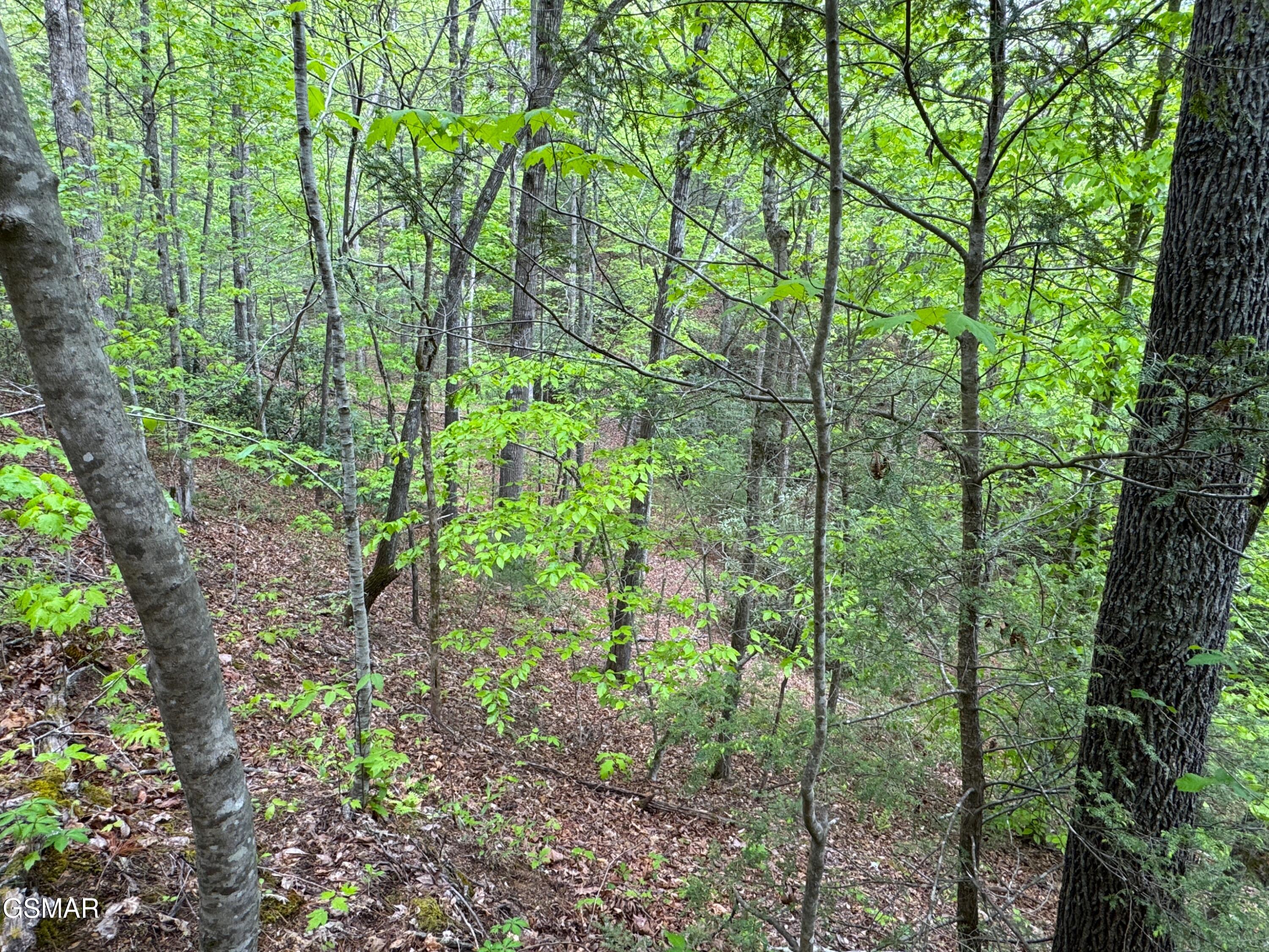 376 Summer House Hollow Road Del Rio TN 37727