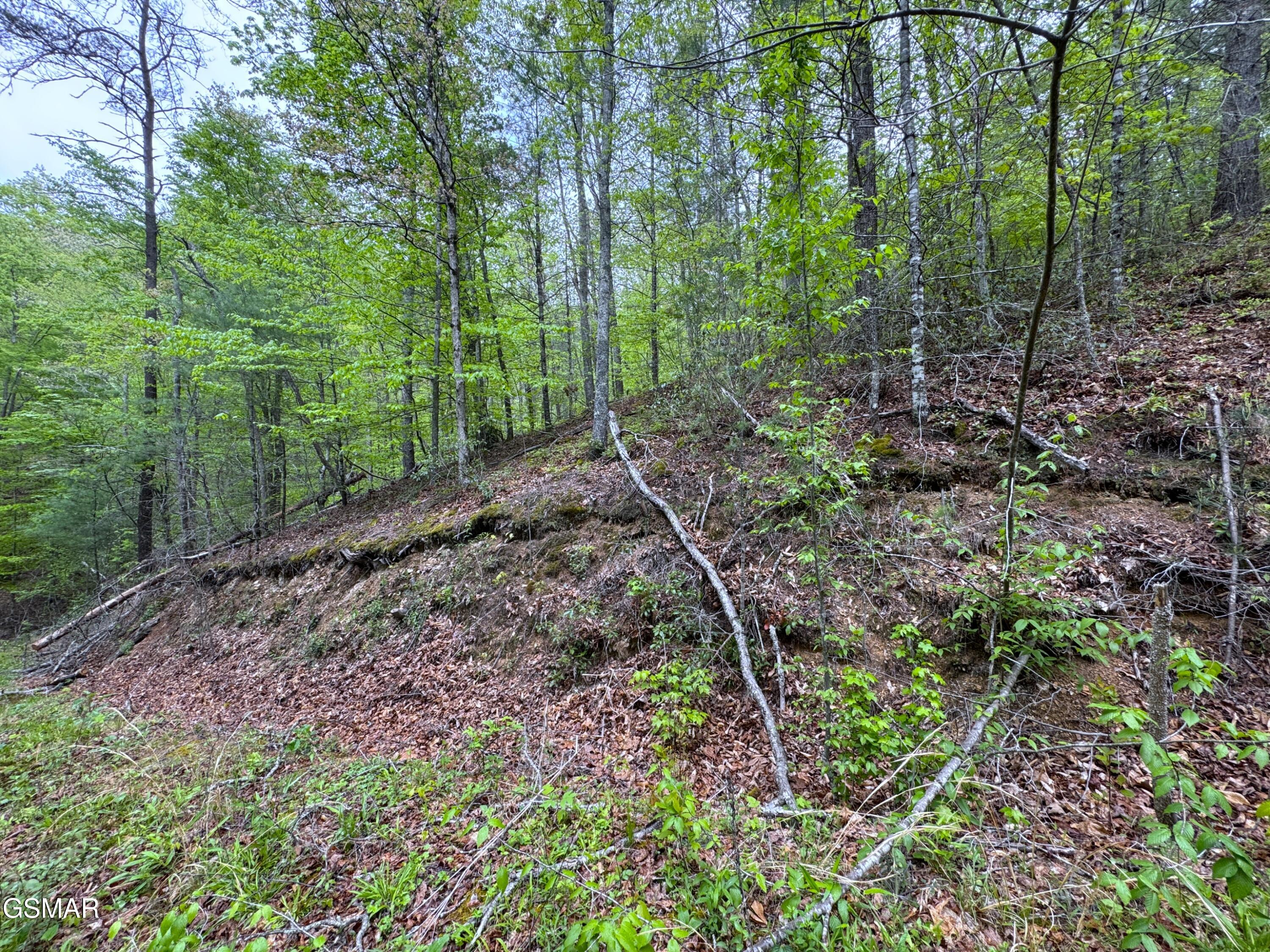 376 Summer House Hollow Road Del Rio TN 37727