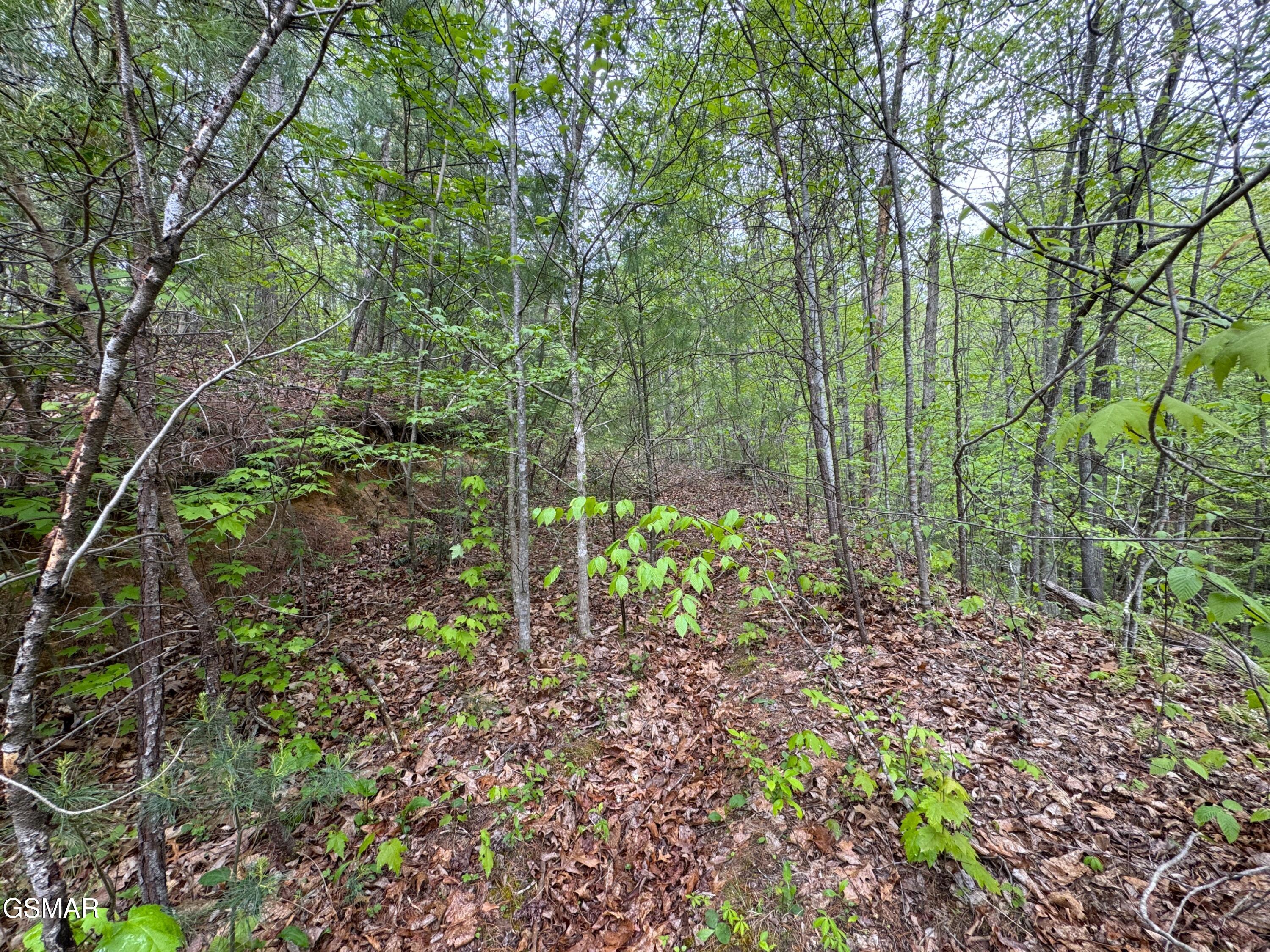 376 Summer House Hollow Road Del Rio TN 37727