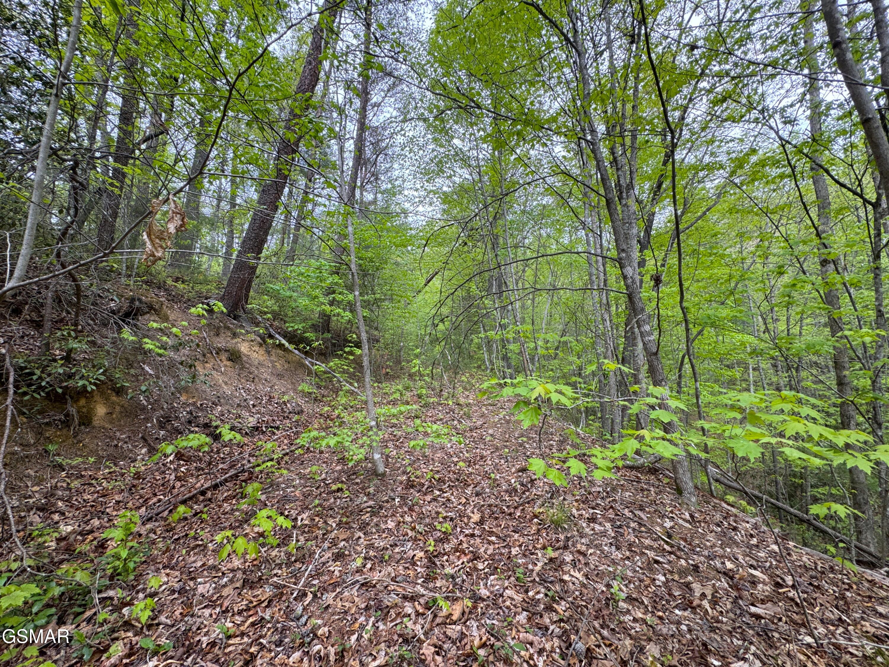 376 Summer House Hollow Road Del Rio TN 37727