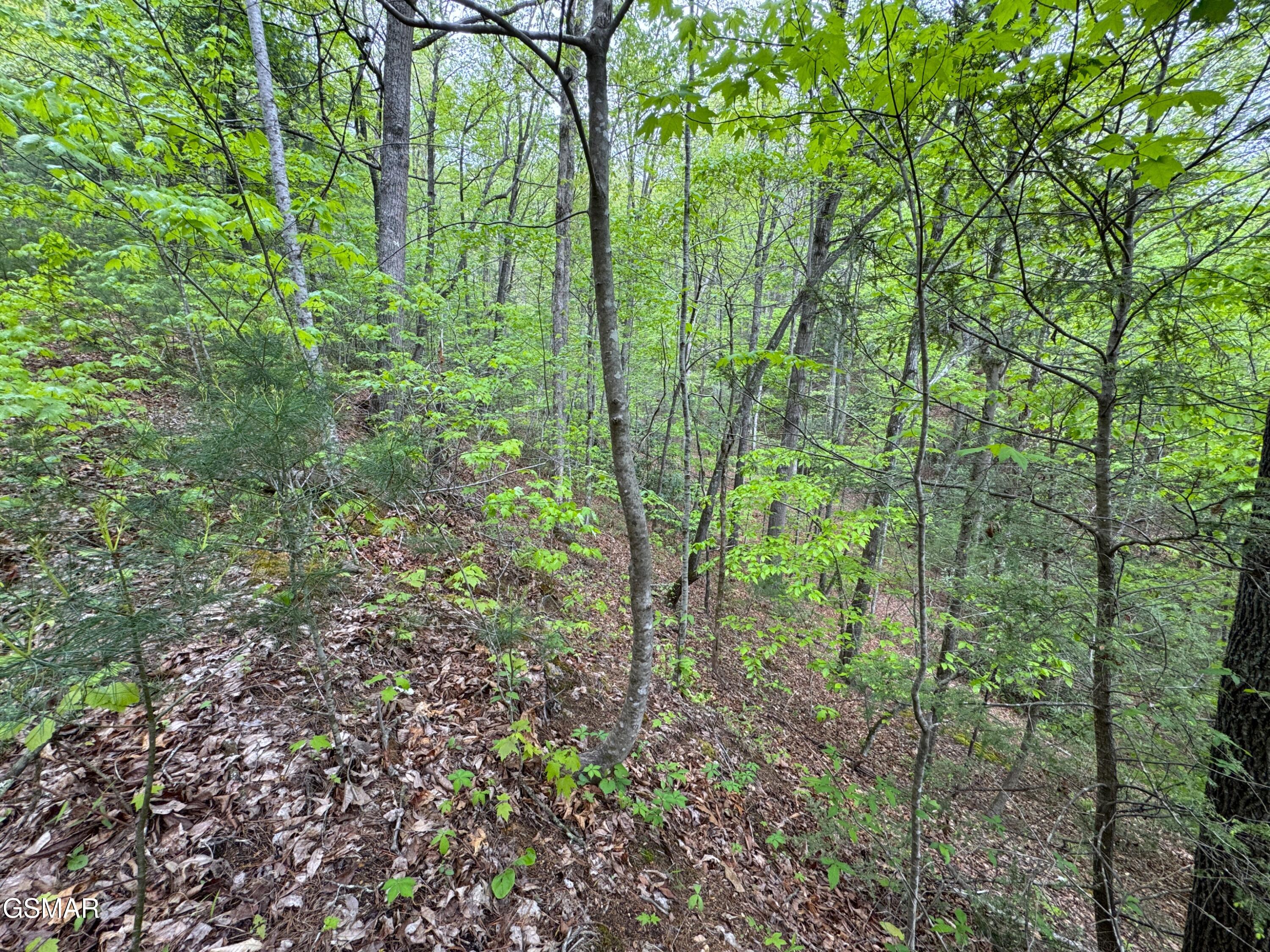 376 Summer House Hollow Road Del Rio TN 37727