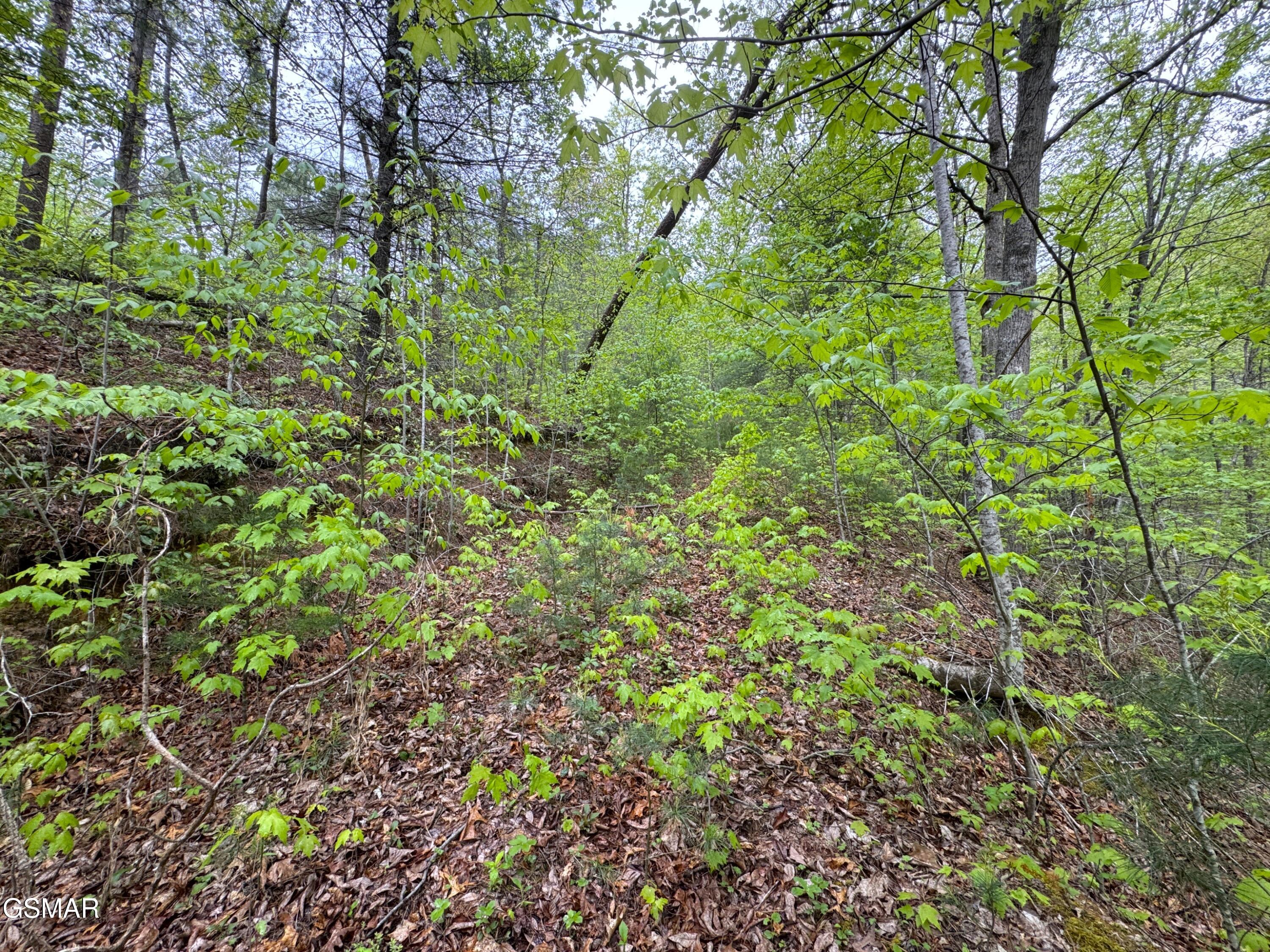376 Summer House Hollow Road Del Rio TN 37727