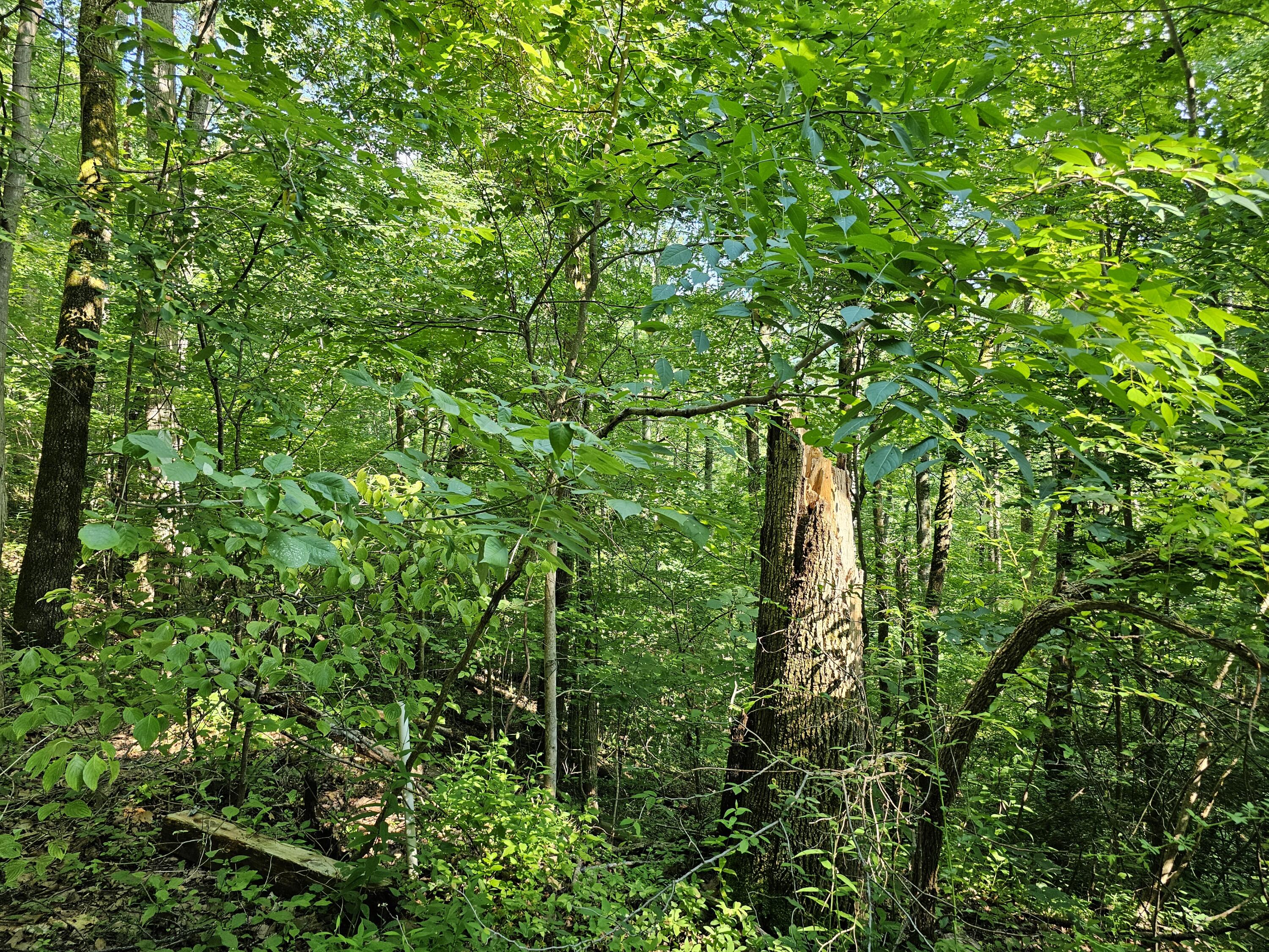Lot 10 Kristina Way Sevierville TN 37862