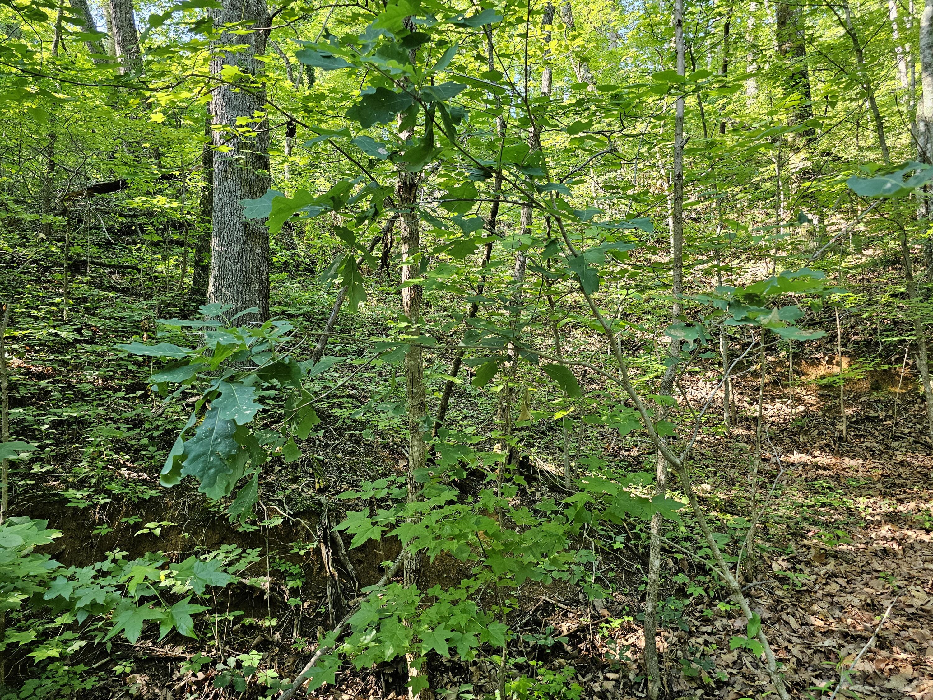 Lot 10 Kristina Way Sevierville TN 37862