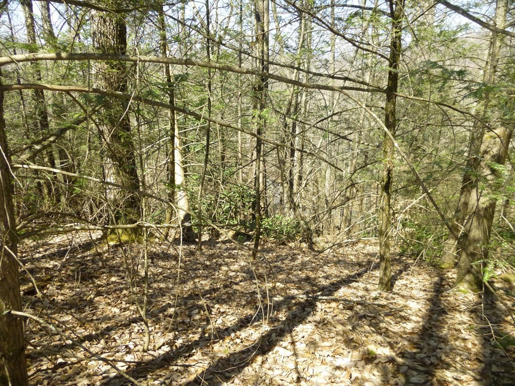 Lots 24&25 Sonshine Ridge Road Cosby TN 37722