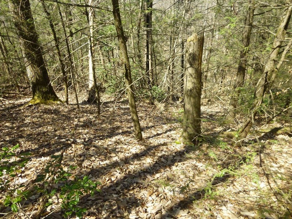 Lots 24&25 Sonshine Ridge Road Cosby TN 37722