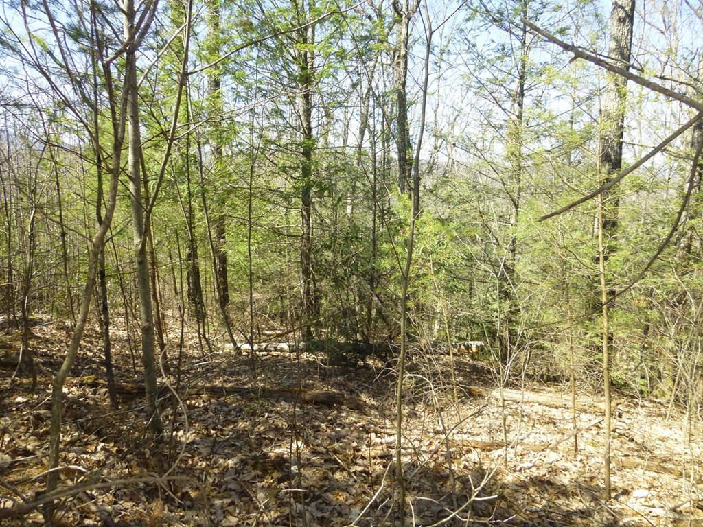 Lots 24&25 Sonshine Ridge Road Cosby TN 37722