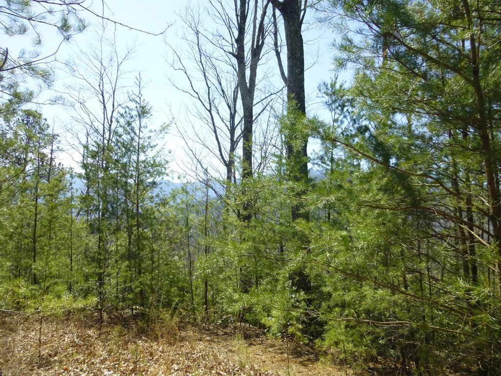 Lots 24&25 Sonshine Ridge Road Cosby TN 37722