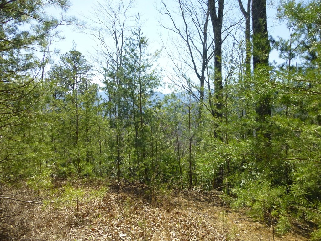 Lots 24&25 Sonshine Ridge Road Cosby TN 37722