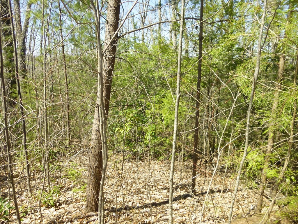 Lots 24&25 Sonshine Ridge Road Cosby TN 37722