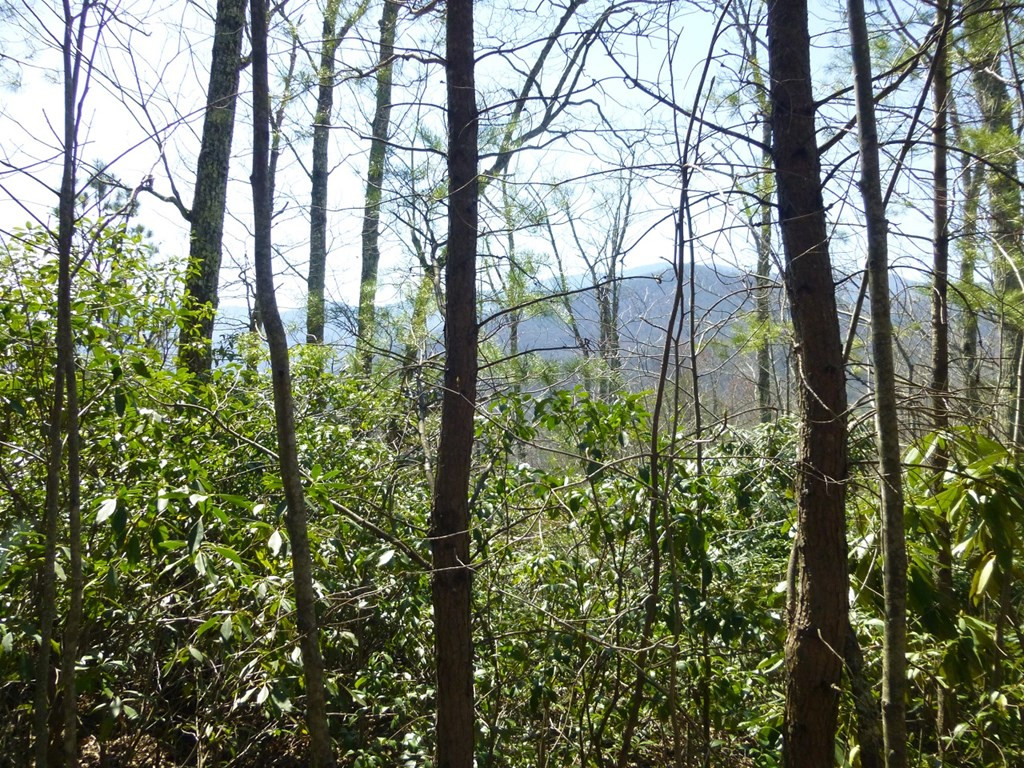 Lots 24&25 Sonshine Ridge Road Cosby TN 37722