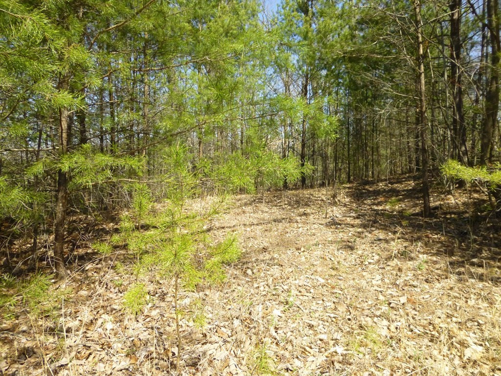 Lots 24&25 Sonshine Ridge Road Cosby TN 37722