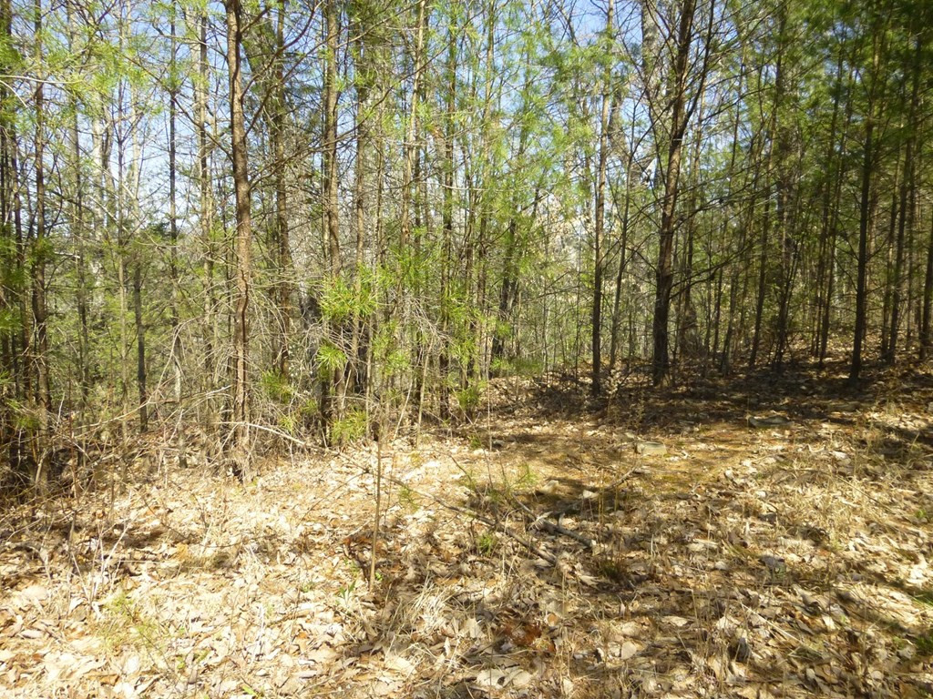 Lots 24&25 Sonshine Ridge Road Cosby TN 37722