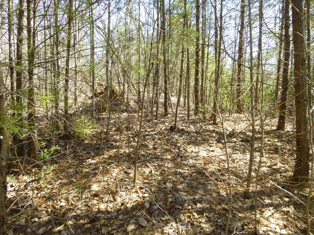 Lots 24&25 Sonshine Ridge Road Cosby TN 37722