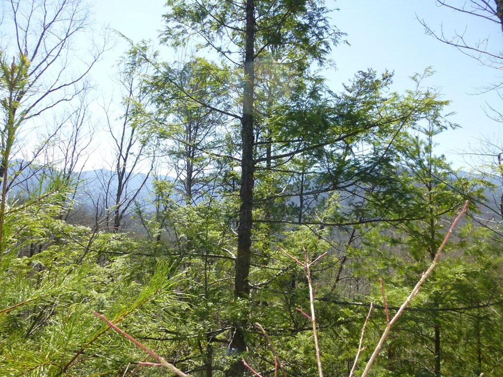 Lots 24&25 Sonshine Ridge Road Cosby TN 37722