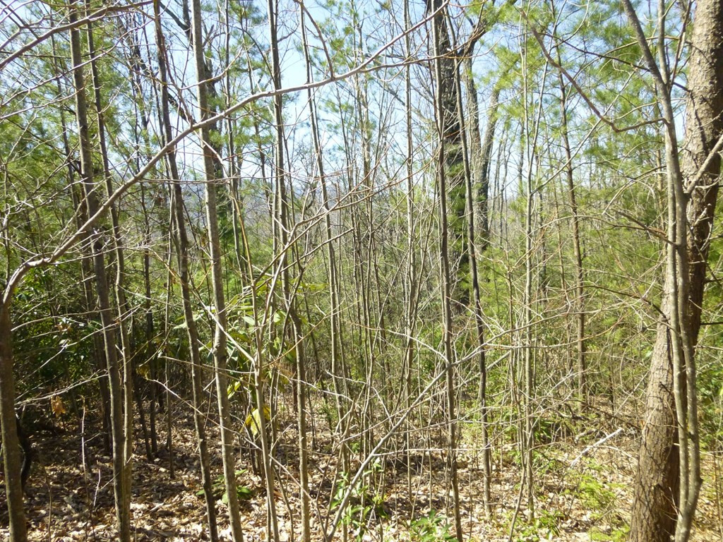 Lots 24&25 Sonshine Ridge Road Cosby TN 37722