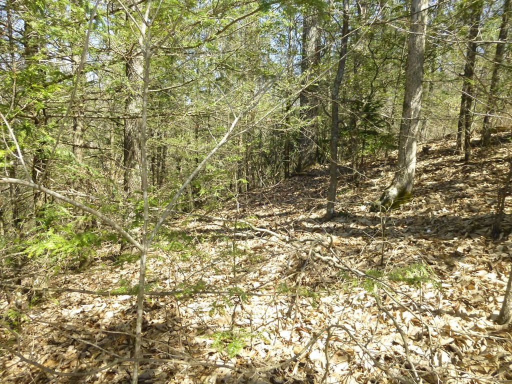 Lots 24&25 Sonshine Ridge Road Cosby TN 37722