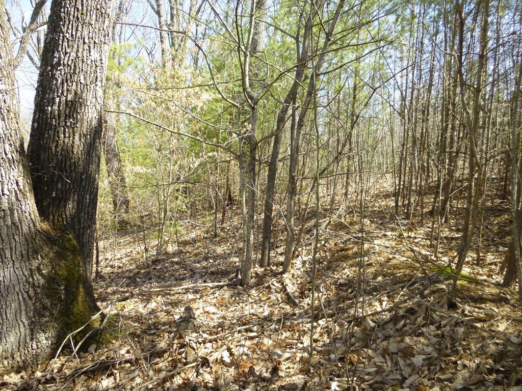 Lots 24&25 Sonshine Ridge Road Cosby TN 37722