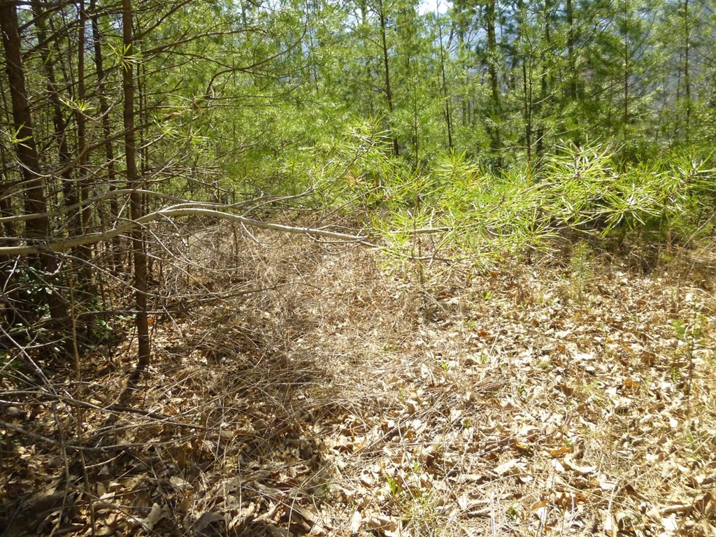 Lots 24&25 Sonshine Ridge Road Cosby TN 37722