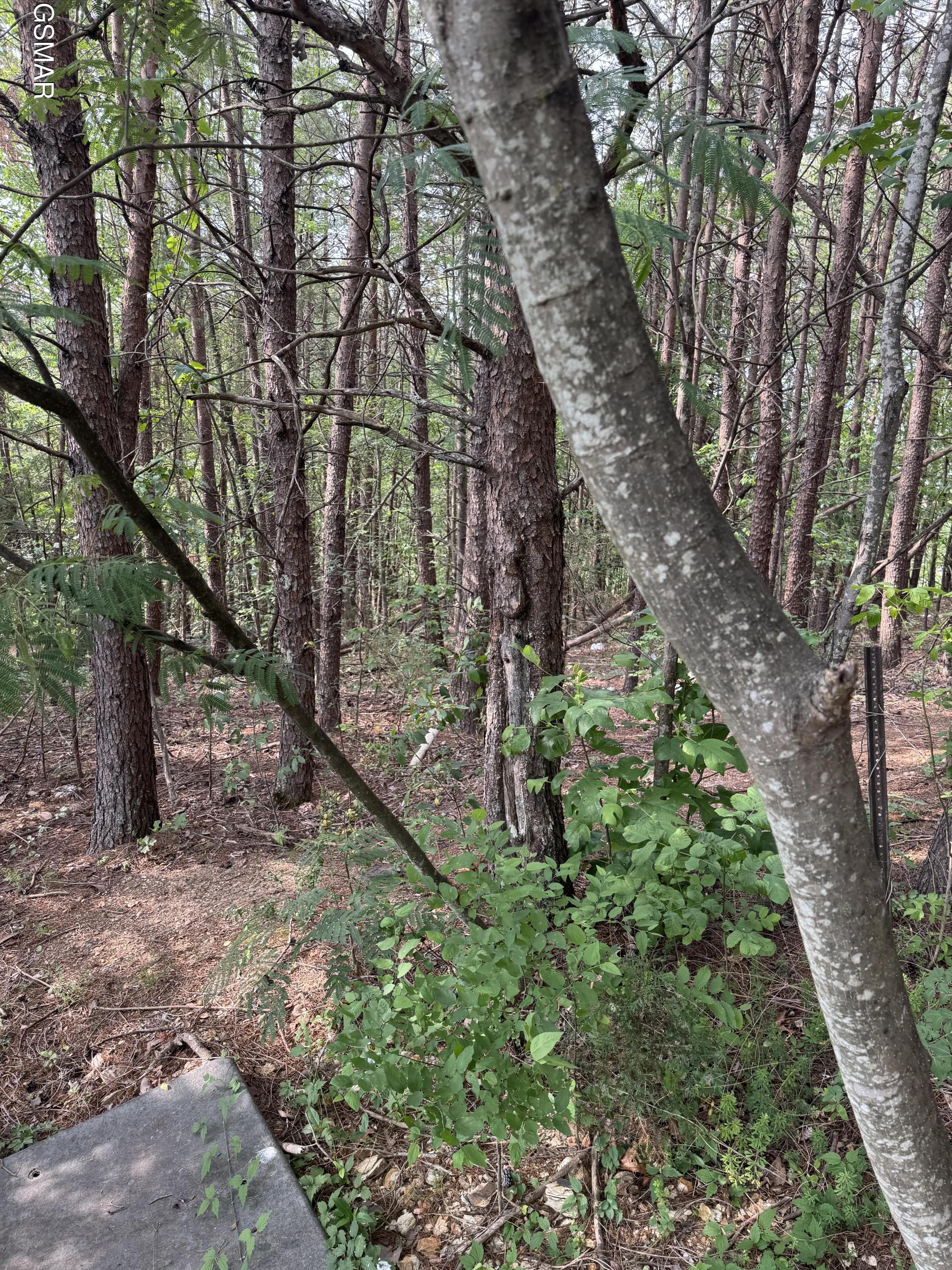 Lot 14 Seth Road Pigeon Forge TN 37863