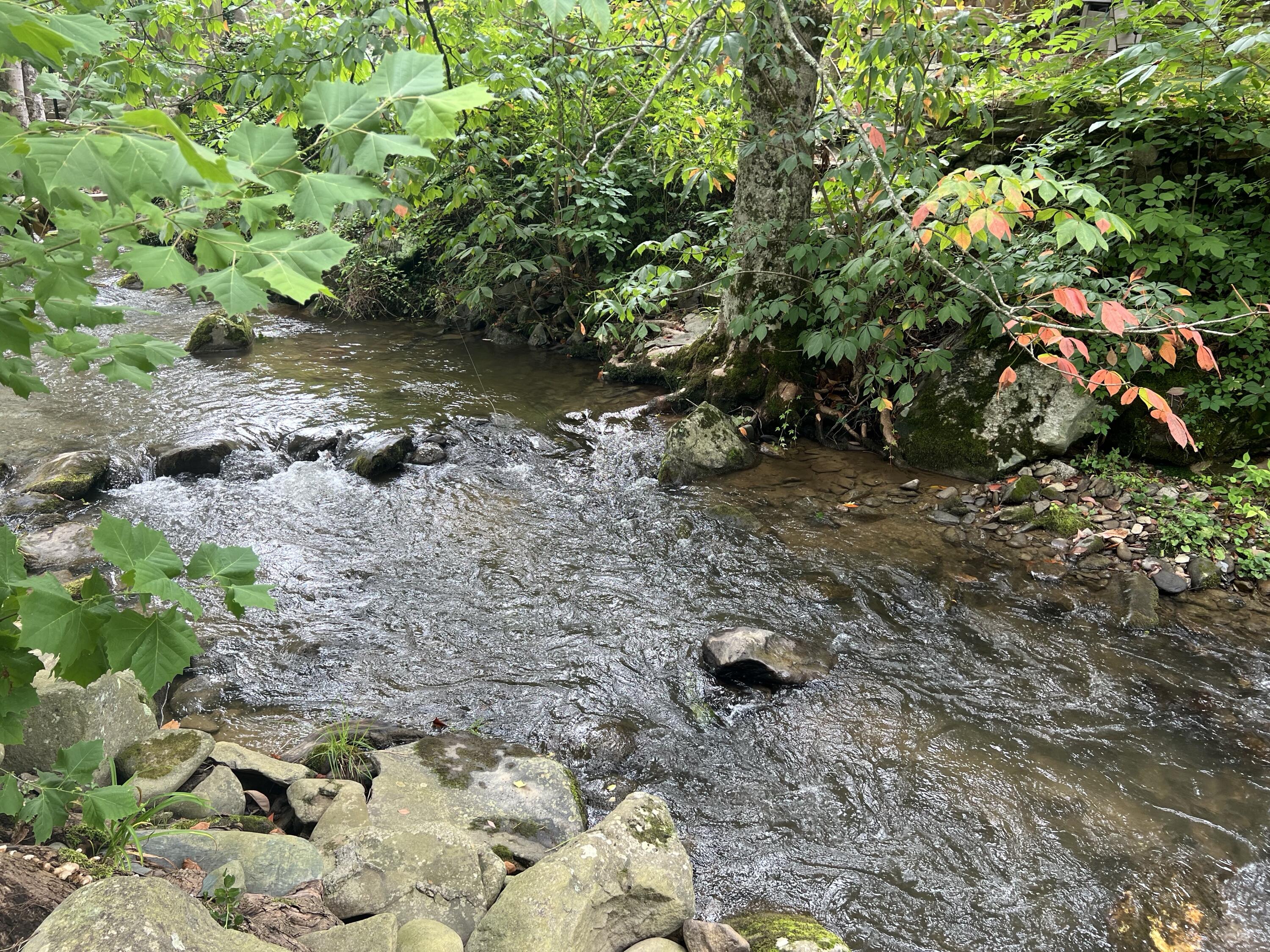 4229 E Parkway #281 Gatlinburg TN 37738